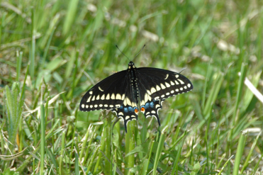 Recto des ailes du mâle du papillon du céleri.