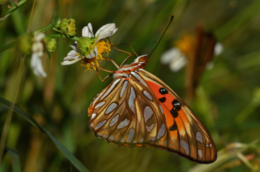 Le verso des ailes du nacré du golfe est brun parsemé de grandes taches blanches nacrées.