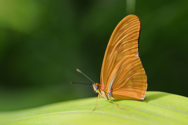 La couleur du verso des ailes du mâle de Dryas iulia est orange vif.