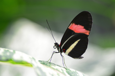 Une fine bande horizontale blanchâtre orne le recto et le verso des ailes antérieures d’Heliconius erato. On remarquera aussi les petites taches rouges à la base des ailes.