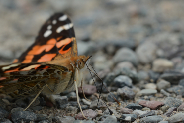 Les antennes des papillons ont une fonction sensorielle : elles peuvent servir d’organe tactile comme sur cette photo pour détecter l’humidité du sol.