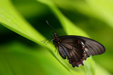Papillons papilionidés - Papilionidae