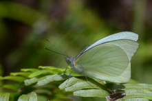 Papillons piéridés - Pieridae