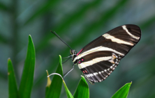 Papillons héliconidés - Heliconiinae