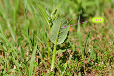 La femelle monarque dépose ses oeufs sur de jeunes plantes. Ici sur une asclépiade commune (Asclepias syriaca).
