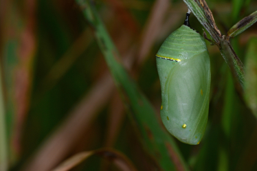 La chrysalide du monarque est vert turquoise, avec de petits points noirs et dorés. Elle mesure entre 2,5 et 3 cm.
