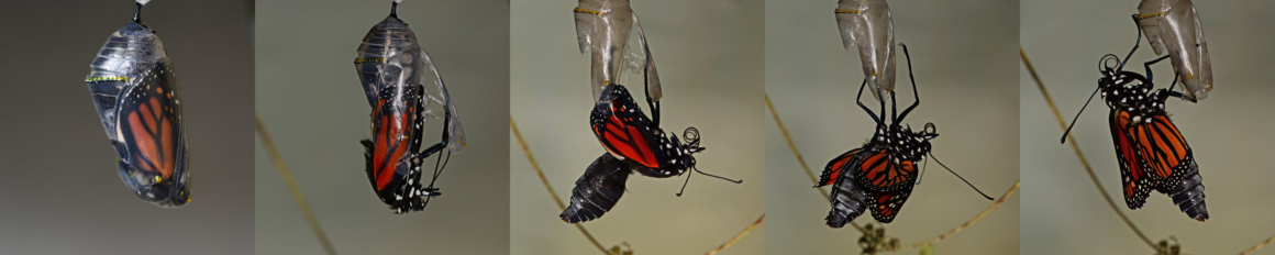 Le jour de l’émergence, le corps du monarque devient entièrement visible au travers de la chrysalide. L’enveloppe de la chrysalide se déchire et le papillon commence à en sortir. Il y restera accroché jusqu’à ce que ses ailes soient sèches.
