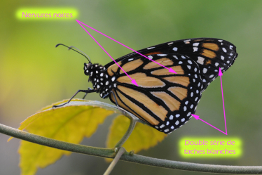 Le monarque se reconnait à ses ailes orangées aux nervures noires, et à leur bordure noire ornée de petits points blancs.
