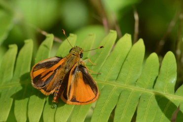 Le recto des ailes de l’hespérie orangée est orange avec de fortes marques noires.