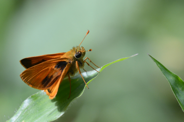 Le verso de l’aile antérieure de l’hespérie orangée est orange avec des taches noires à la base. Le verso de son aile postérieure est complètement orange.