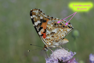 La belle-dame est un papillon migrateur qui peut parcourir jusqu'à 6400 km depuis l'Afrique du Nord pour atteindre l'Europe jusqu'en Islande.