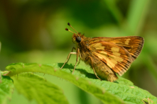 Papillons hespéridés - Hesperiidae