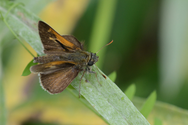 On remarquera la bande androconiale noire sous la tache orangée du recto de l’aile antérieure qui différencie le mâle de l’hespérie à taches costales de la femelle.
