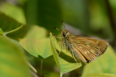 Le verso des ailes de l'hespérie indienne est beige orangé avec de petites taches pâles.