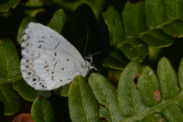 Le verso des ailes de l'azuré estival est de couleur blanc-bleu orné de fines taches et de lunules noires.