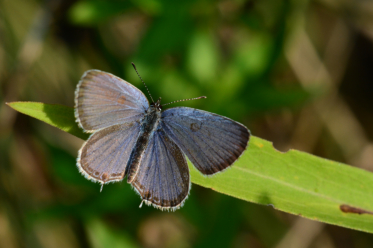 Le recto du mâle de Cupido comyntas est bleu, celui de la femelle brunâtre.