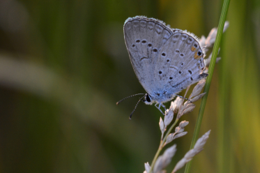 Le bleu porte-queue de l'est affectionne les milieux ouverts plutôt humides.