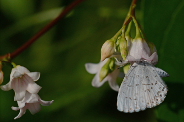 Cet azuré estival rentre sa tête dans la corolle de cette fleur pour en aspirer son nectar.