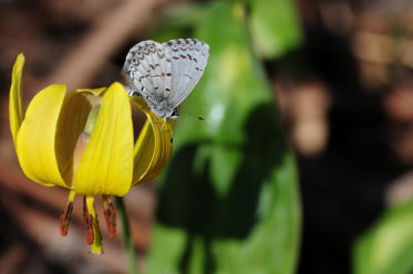 L'azuré printanier est l'un des premiers papillons que l'on aperçoit au printemps au Québec. Ici posé sur du lis du Canada (Lilium canadense).