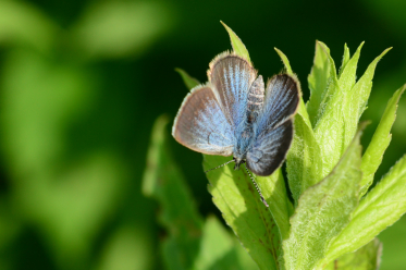 Recto des ailes de la femelle du bleu argenté.