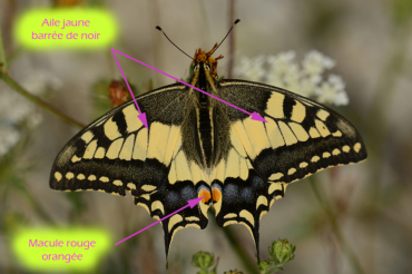 On reconnait le machaon à ses grandes ailes jaunes barrées de noir. Ses ailes postérieures sont prolongées par une petite queue et possèdent une macule rouge orangée.