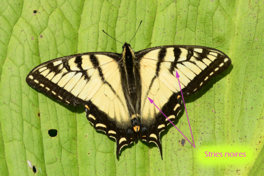 Le papillon tigré du Canada a les ailes jaunâtres rayées de noir.