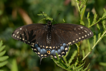 Recto des ailes de la femelle du papillon du céleri.