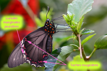 Le verso des ailes du papillon du trèfle caraïbe est sombre avec des lunules marginales jaunâtres et submarginales rougeâtres.