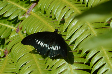 On rencontre le papillon du trèfle caraïbe de l’extrême sud des Etats-Unis jusqu’en Argentine, ainsi que dans les Caraîbes.