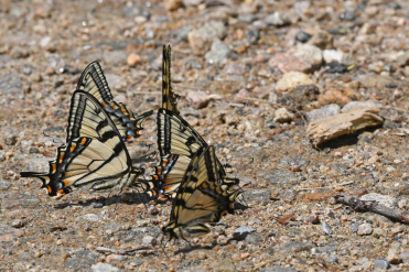 Rassemblement de papillons tigrés du Canada sur le sol humide.