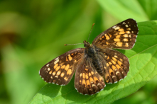 Papillons nymphélidés - Nymphelinae