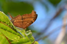 Papillons cyrestidés - Cyrestinae
