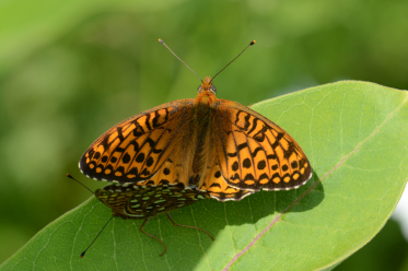 Le recto des ailes de la femelle est généralement plus clair.