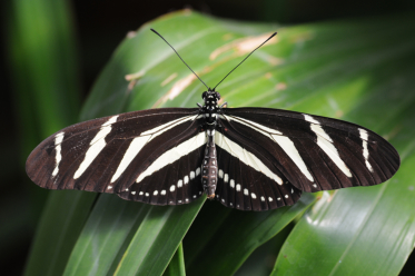 L’héliconius zèbre tire son nom des rayures blanchâtres qui ornent ses ailes noires, rappelant les motifs du zèbre.