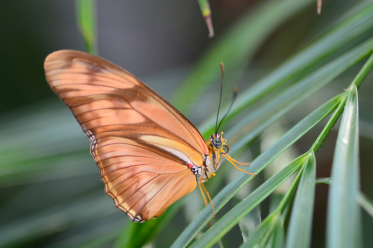 Le verso des ailes de la femelle est de couleur orange terne.