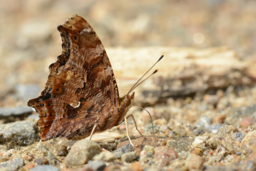 On aperçoit la tache blanche en forme de virgule sur le verso de l'aile postérieure qui donne son nom au papillon.