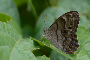 Le satyre perlé est un papillon forestier qui affectionne les zones ombragées.