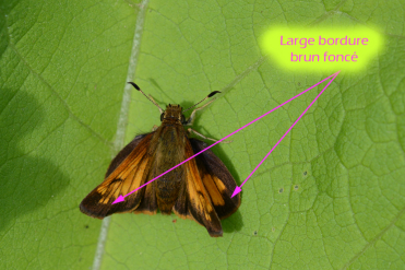 Le recto des ailes de l'hespérie hobomok est orangé avec une large bordure brune marquée.