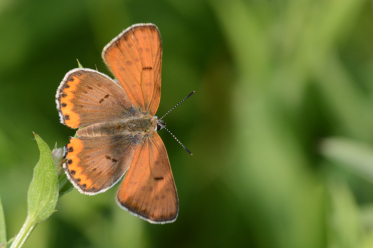 Le mâle du bronzé a les ailes du recto de couleur brune irisées de reflets violets. Les ailes antérieures chez la femelle sont orangées. Ici un mâle.