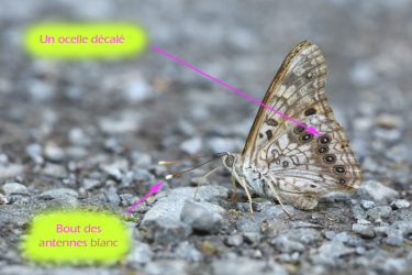 Verso des ailes du papillon du micocoulier. On notera l’ocelle décalé par rapport aux autres, ainsi que le bout des antennes blanc.