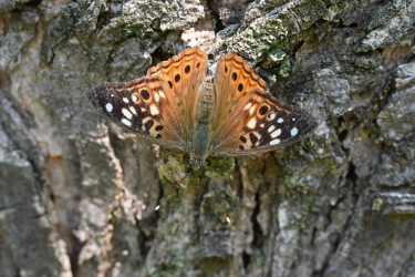 Le papillon du micocoulier se rencontre souvent en lisière de forêt où pousse sa plante hôte - le micocoulier occidental.