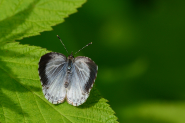 Recto de l'azuré printanier. Ici une femelle que l’on reconnait à la large bordure noire sur son aile antérieure.