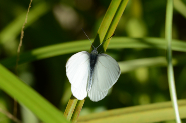 Pieris oleracea n’a pas de tache noire sur le recto des ailes.