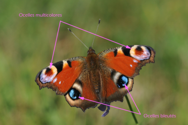 Les ocelles sur les ailes antérieures sont multicolores et ceux sur les ailes postérieures bleutés.