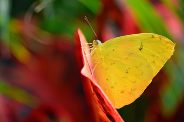 Phoebis philea est une grande piéride aux couleurs jaune orangées.