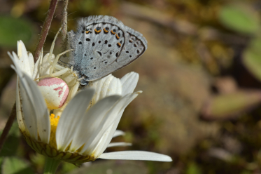 Cette thomise variable a attendu que ce bleu nordique vienne se poser sur sa fleur avant de resserer ses longues pattes antérieures pour le capturer.