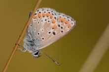 Papillons lycénidés - Lycaenidae