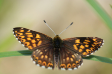Papillons riodinidés - Riodinidae