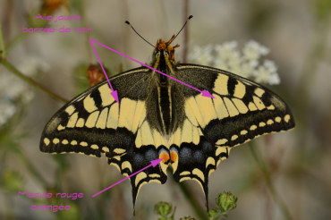 On reconnait le machaon à ses grandes ailes jaunes barrées de noir. Ses ailes postérieures sont prolongées par une petite queue et possèdent une macule rouge orangée.
