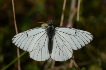 Aporia crataegi n'a pas de tache noire sur ses ailes.